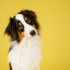 Шестая виртуальная экскурсия на тему "Человек собаке друг" - Дом творчества и досуга "Юность" г. Лесной